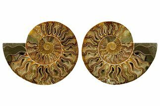 Cut & Polished Crystal-Filled Ammonite Fossil - Madagascar #362372
