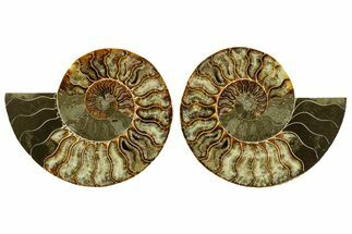 Cut & Polished Crystal-Filled Ammonite Fossil - Madagascar #362373