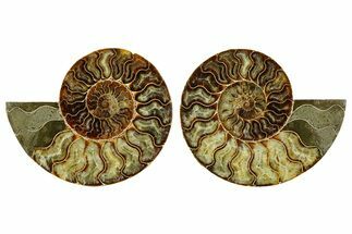 Cut & Polished Crystal-Filled Ammonite Fossil - Madagascar #362375