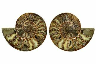 Cut & Polished Crystal-Filled Ammonite Fossil - Madagascar #362376