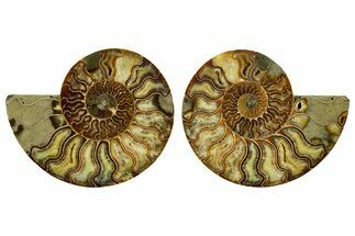 Cut & Polished Crystal-Filled Ammonite Fossil - Madagascar #362377