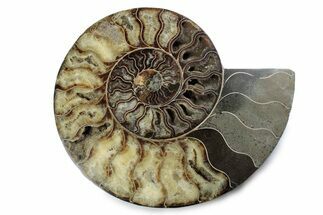 Cut & Polished Ammonite Fossil (Half) - Madagascar #362394