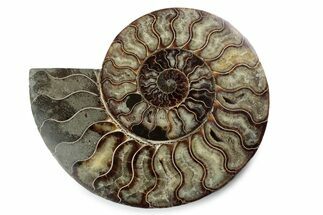 Cut & Polished Ammonite Fossil (Half) - Madagascar #362409