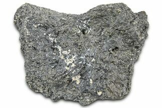 Fossil Glyptodont (Glyptotherium) Bony Armor Osteoderm - Florida #362328