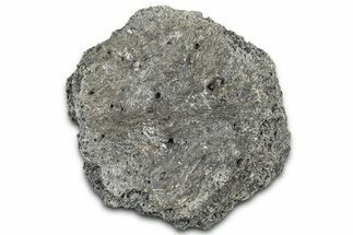 Fossil Glyptodont (Glyptotherium) Bony Armor Osteoderm - Florida #362335