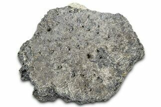 Fossil Glyptodont (Glyptotherium) Bony Armor Osteoderm - Florida #362348