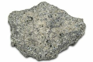 Fossil Glyptodont (Glyptotherium) Bony Armor Osteoderm - Florida #362358