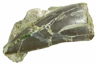 Reptile, Amphibians & Synapsids For Sale
