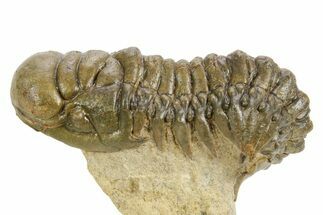 Detailed Crotalocephalina Trilobite - Atchana, Morocco #359544
