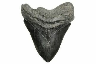 Fossil Megalodon Tooth - South Carolina #362429