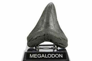 Fossil Megalodon Tooth - South Carolina #362431