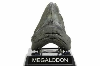 Fossil Megalodon Tooth - South Carolina #362433