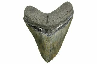 Serrated, Fossil Megalodon Tooth - South Carolina #362434