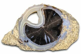 Petrified Wood (Schinoxylon) Round - Blue Forest, Wyoming #362438