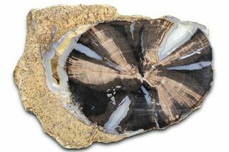 Petrified Wood (Schinoxylon) Round - Blue Forest, Wyoming #362444