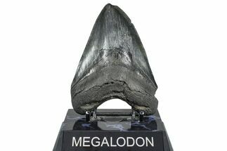Fossil Megalodon Tooth - South Carolina #362447