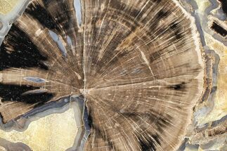 Petrified Wood (Schinoxylon) End-Cut - Blue Forest, Wyoming #362448