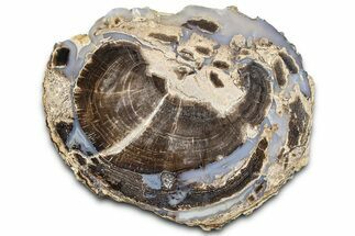 Petrified Wood (Schinoxylon) End-Cut - Blue Forest, Wyoming #362450