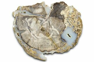 Petrified Wood (Schinoxylon) End-Cut - Blue Forest, Wyoming #362460