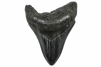 Serrated, Fossil Megalodon Tooth - South Carolina #362461