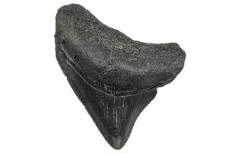 Serrated, Posterior Juvenile Megalodon Tooth - South Carolina #362465