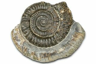 Jurassic Ammonite (Dactylioceras) Fossil - England #362473