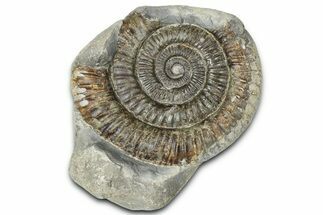 Jurassic Ammonite (Dactylioceras) Fossil - England #362476