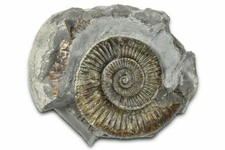 Jurassic Ammonite (Dactylioceras) Fossil - England #362478