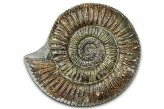 Jurassic Ammonite (Dactylioceras) Fossil - England #362486
