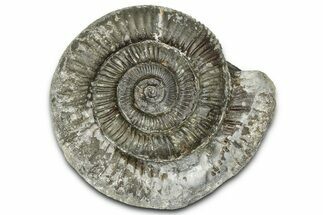 Jurassic Ammonite (Dactylioceras) Fossil - England #362487