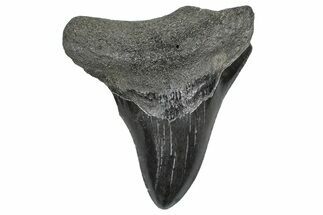 Serrated, Fossil Megalodon Tooth - South Carolina #362502