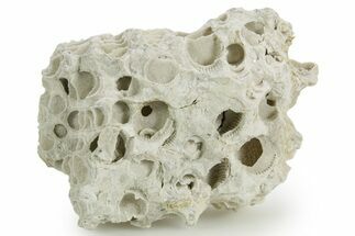 Silurian Dolostone w/ Sparkling Fossil Coral (Fletcheria) - Ohio #362625