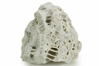 Silurian Dolostone w/ Sparkling Fossil Coral (Fletcheria) - Ohio #362627