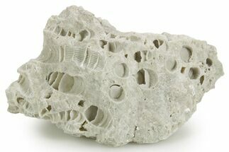 Silurian Dolostone w/ Sparkling Fossil Coral (Fletcheria) - Ohio #362632