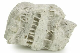 Silurian Dolostone w/ Sparkling Fossil Coral (Fletcheria) - Ohio #362634