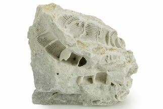 Silurian Dolostone w/ Sparkling Fossil Coral (Fletcheria) - Ohio #362642