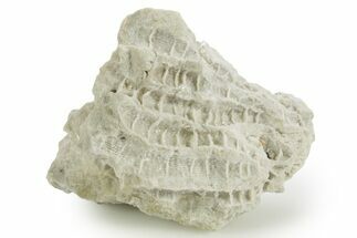Silurian Dolostone w/ Sparkling Fossil Coral (Fletcheria) - Ohio #362651