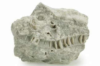 Silurian Dolostone w/ Sparkling Fossil Coral (Fletcheria) - Ohio #362653