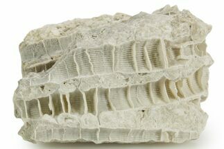 Silurian Dolostone w/ Sparkling Fossil Coral (Fletcheria) - Ohio #362656