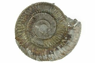 Jurassic Ammonite (Dactylioceras) Fossil - England #362490