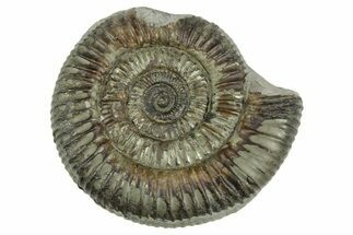 Jurassic Ammonite (Dactylioceras) Fossil - England #362503
