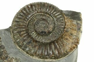 Jurassic Ammonite (Dactylioceras) Fossil - England #362506