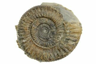 Jurassic Ammonite (Dactylioceras) Fossil - England #362510