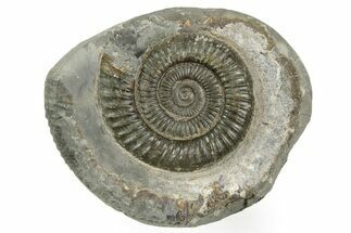 Jurassic Ammonite (Dactylioceras) Fossil - England #362513