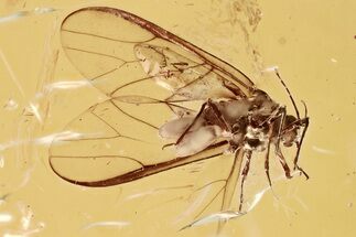 Detailed Fossil Winged Female Aphid Giving Birth in Baltic Amber #362663