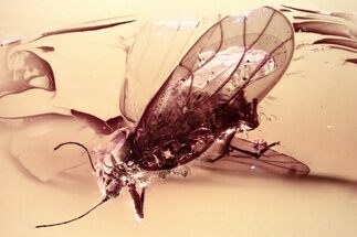 Detailed Fossil Jumping Plant Lice (Psyllidae) in Baltic Amber #362665