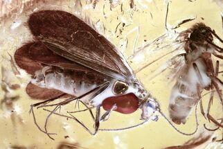 Detailed Fossil Caddisfly (Trichoptera) In Baltic Amber - Lilac Eyes! #362666