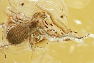 Huge Fossil Pseudoscorpion (Pseudoscorpiones) In Baltic Amber #362682
