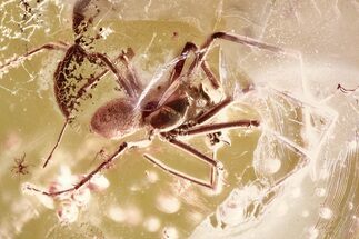 Fossil Spider, True Midge, Springtail & Mites in Baltic Amber #362691