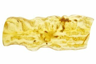 Polished Colombian Copal ( g) - Contains Insects! #355433